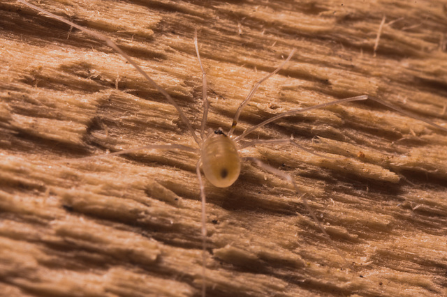 HarvestmanIMG 3542