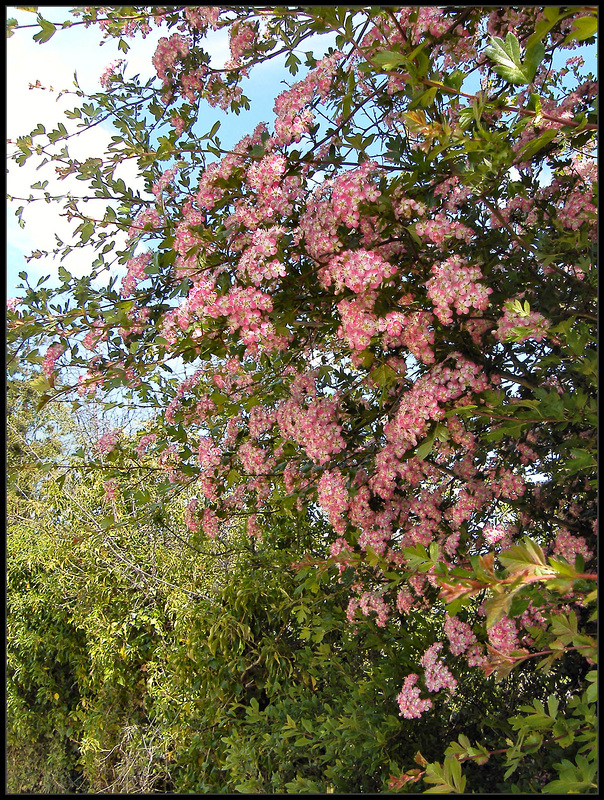 the pink of the may