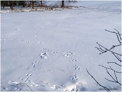 written in the snow...