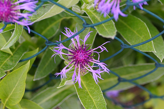 Berg-Flockenblume