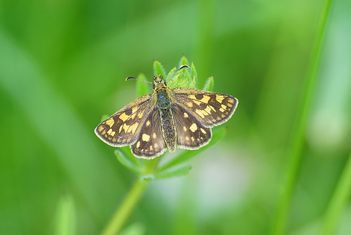 Gelbwürfeliger Dickkopffalter ♀