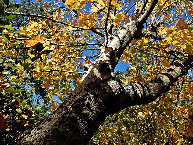 auprès de mon arbre