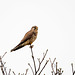 Kestrel