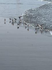 sandpipers