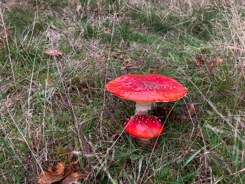 Fly Agaric in abundance