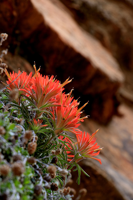 Zion Indian Paintbrush