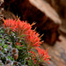 Zion Indian Paintbrush