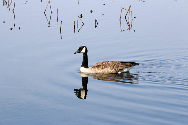 Calm waters