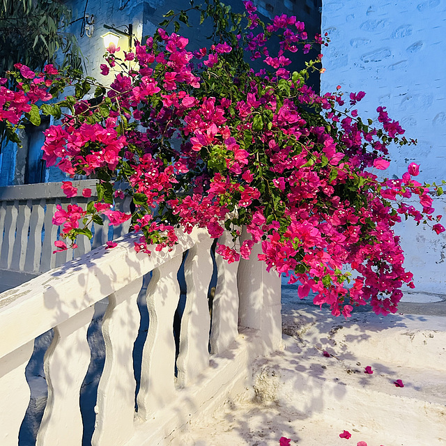 Pink Bougianvillea.