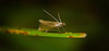 Der Graszünsler (    Agriphila geniculea) macht sich bereit :)) The grass borer (Agriphila geniculea) is getting ready :)) Le foreur de l'herbe (Agripila geniculea) se prépare :))