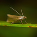 Der Graszünsler (    Agriphila geniculea) macht sich bereit :)) The grass borer (Agriphila geniculea) is getting ready :)) Le foreur de l'herbe (Agripila geniculea) se prépare :))