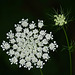 Saint Annes lace DSC 5040