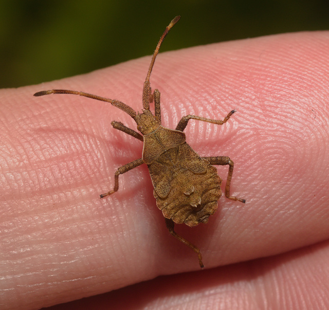 EF7A4487 Dock Bug-2