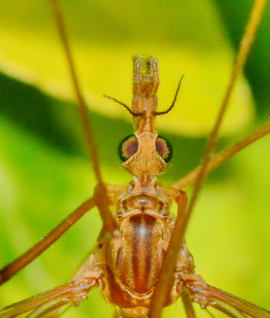 Crane-Fly. Family Tipulidae