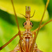 Crane-Fly. Family Tipulidae