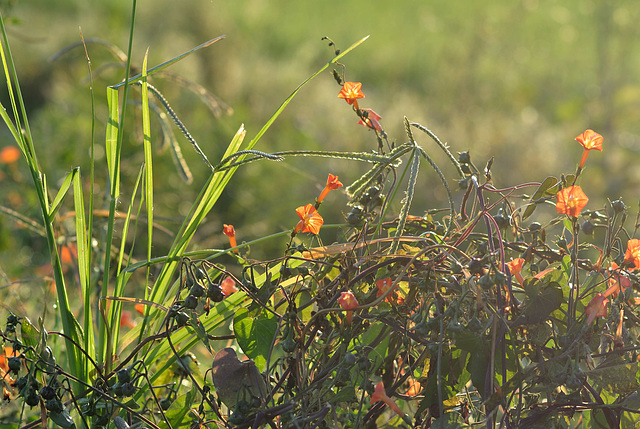 Trumpet vines