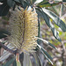 Coastal Banksia