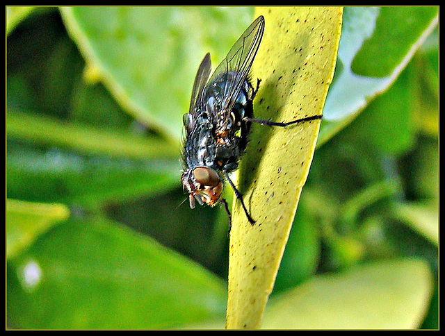 Fly on a Leaf.