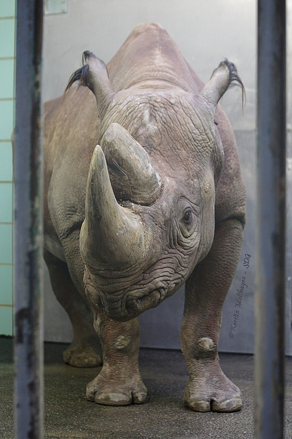 Nashornbulle Kalusho (Zoo Frankfurt)