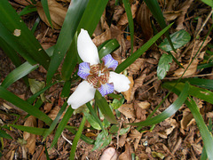 DSCN1272 - íris-da-praia Neomarica candida, Iridaceae