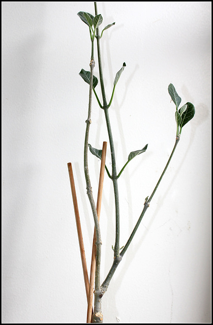 Fockea  multiflora(4)