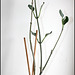 Fockea  multiflora(4)
