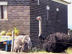 Ostriches on house's side yard.