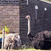 Ostriches on house's side yard.