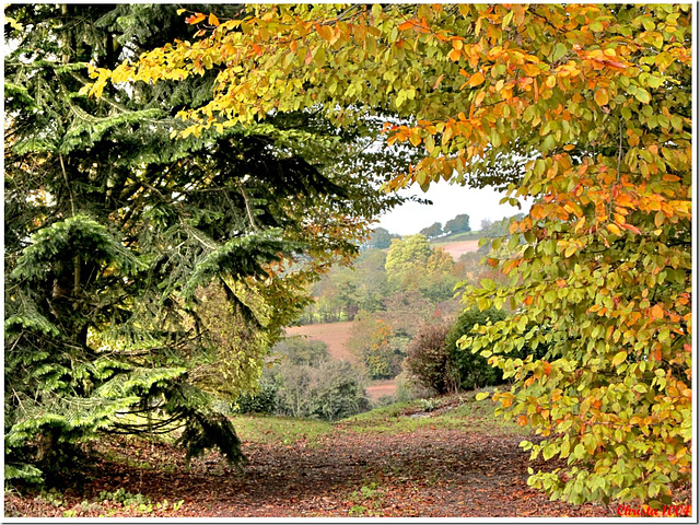 Colors of autumn