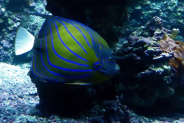 Poisson ange à anneaux bleus