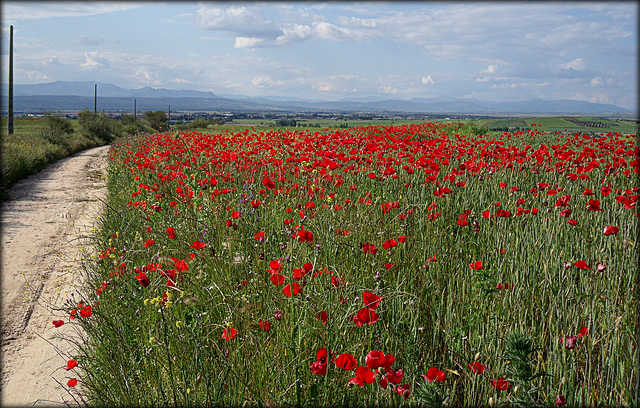 Poppy field