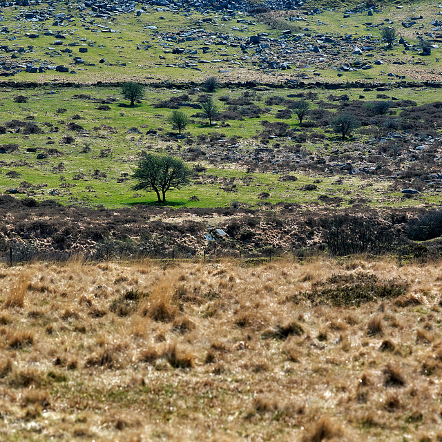 Dartmoor