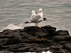 on a déjà plus de poissons ,,