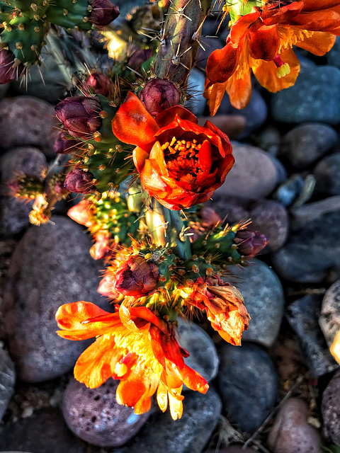 Cholla in the Sunset  "A flower cannot blossom without sunshine, and man cannot live without love." Max Muller