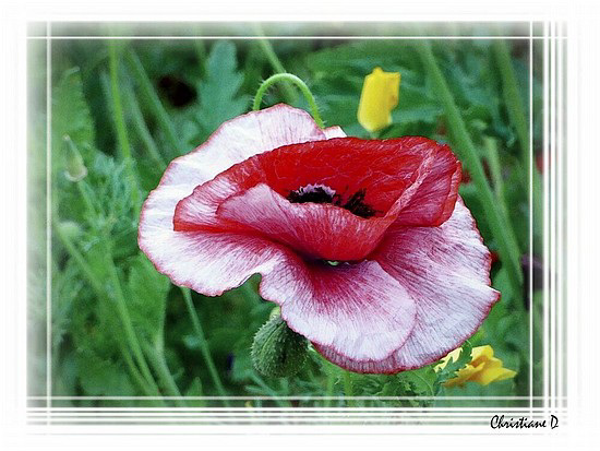 Pavot bicolore ***  Two-tone poppy