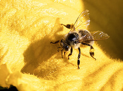 Biene auf einer Kürbisblüte