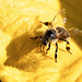Biene auf einer Kürbisblüte