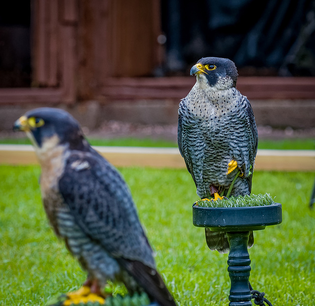 Cheshire falconry.30jpg