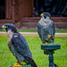 Cheshire falconry.30jpg