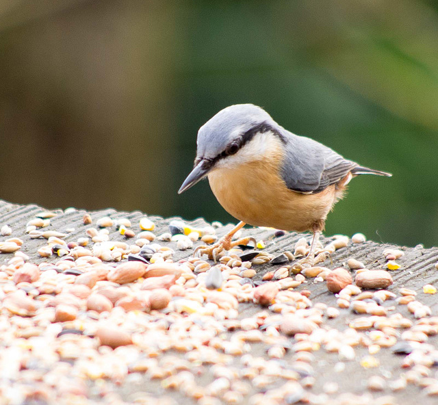 Nuthatch (9)