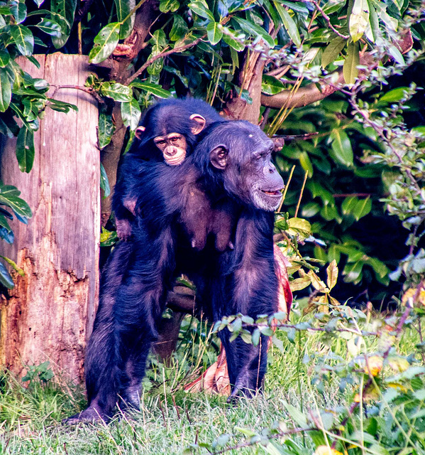 Chimp and baby