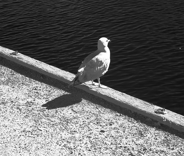 Gull