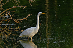 La grande aigrette au lever de soleil.