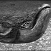 Head