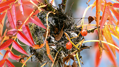 Baum vorm Fenster: verlassenes Nest (PiP)