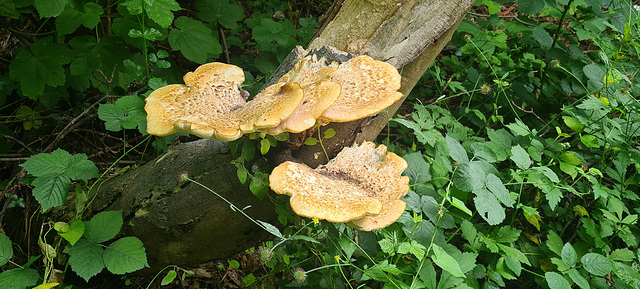 Dryad's Saddle Fungus