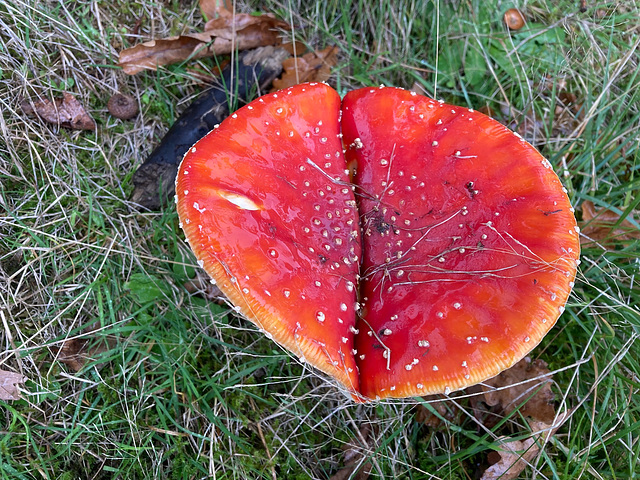 Fly Agaric in abundance