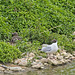Black Headed Gull
