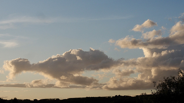 Sky Creatures