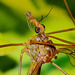 Crane-Fly. Family Tipulidae